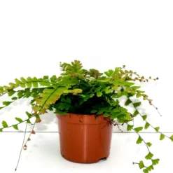 Adiantum Caudatum