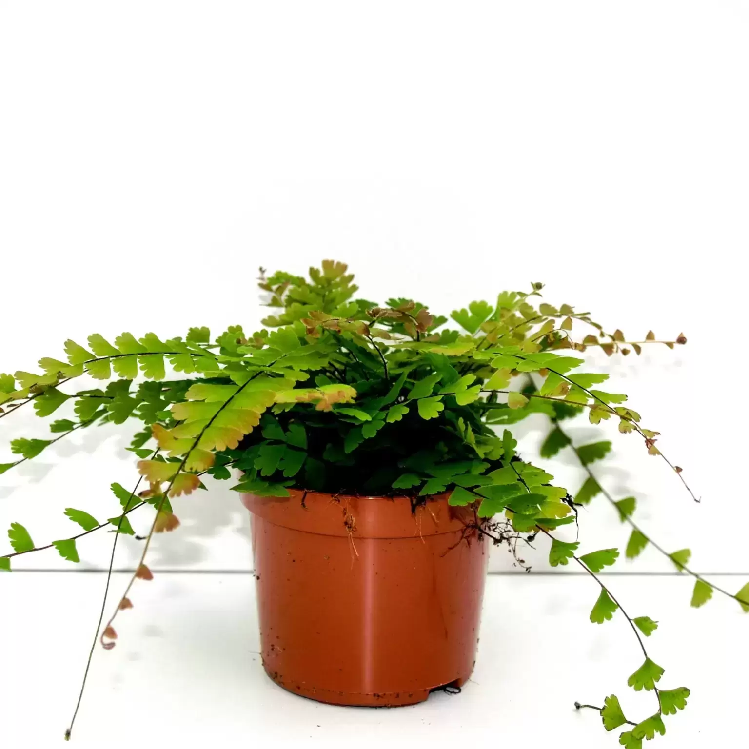 Adiantum Caudatum 3 Adiantum Caudatum
