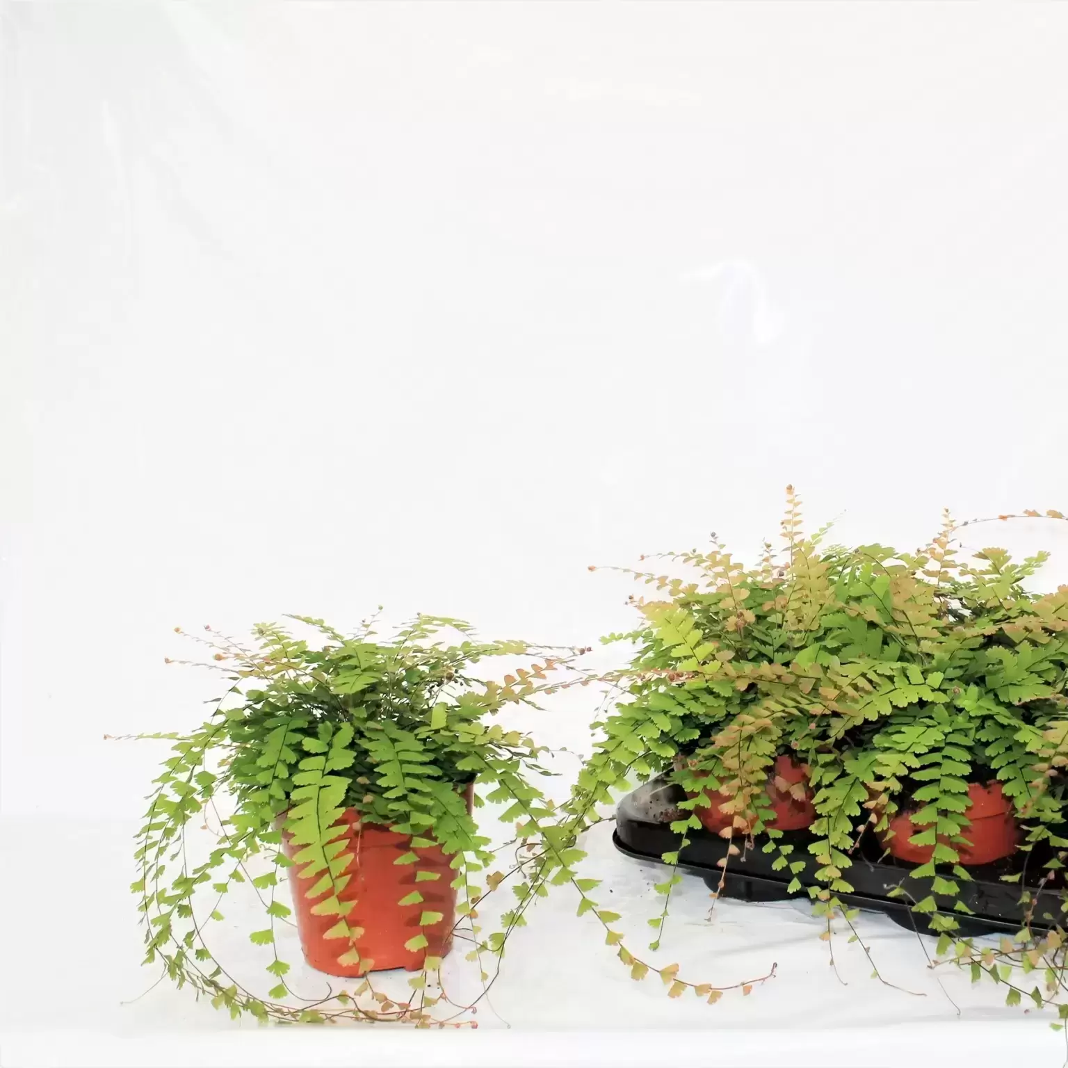 Adiantum Caudatum 4 Adiantum Caudatum - Image 2