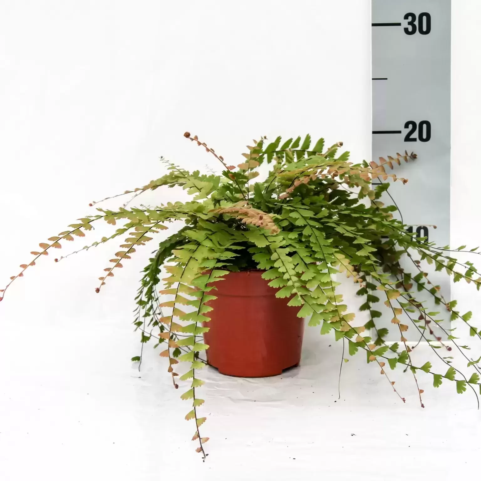 Adiantum Caudatum 5 Adiantum Caudatum - Image 3