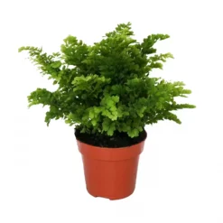 Adiantum Raddianum 'Lisa'