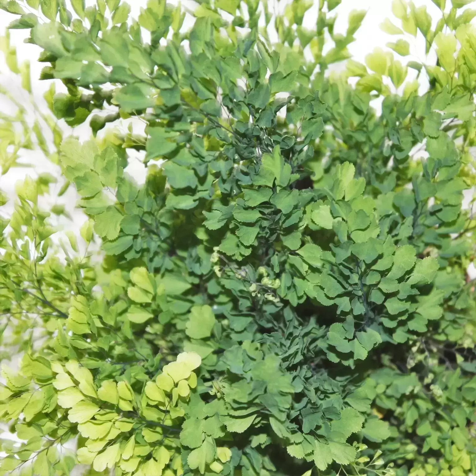 Adiantum Raddianum 'Lisa' 4 Adiantum Raddianum 'Lisa' - Image 2