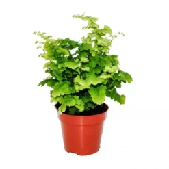 Adiantum 'Monocolor'