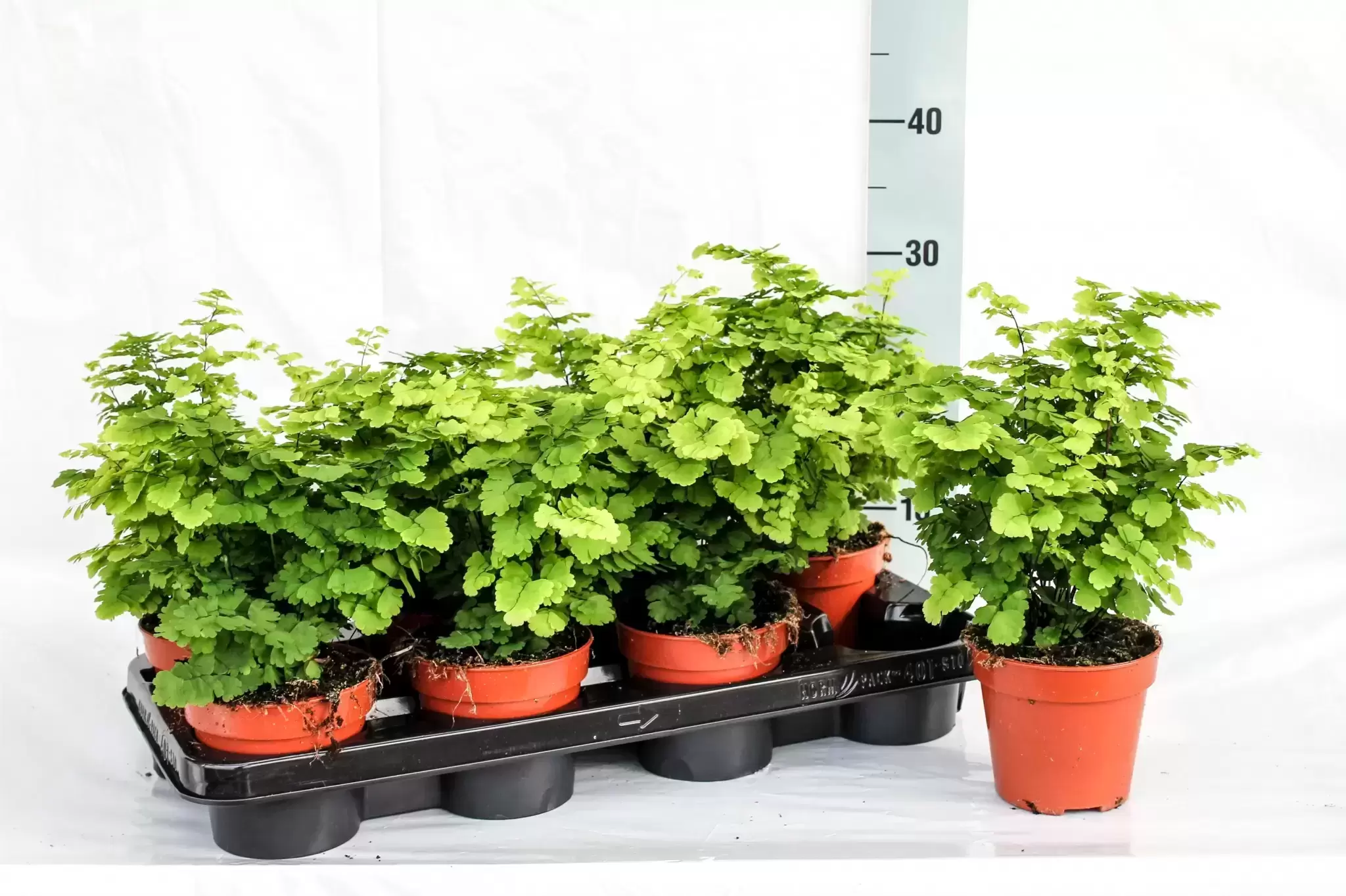 Adiantum 'Monocolor' 4 Adiantum 'Monocolor' - Image 2