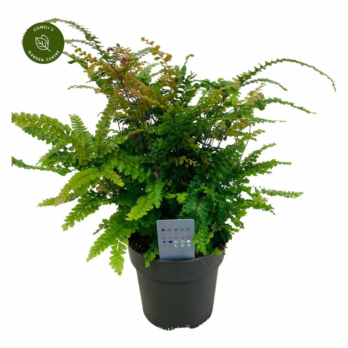 Adiantum Pubescens 3 Adiantum Pubescens