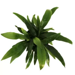 Aglaomorpha Coronans 12cm