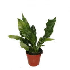 Aglaomorpha Coronans 12cm 8 Aglaomorpha Coronans 12cm -Garden Care Supply Store aglaomorpha coronans 1536x1536 6278c9a96bf50 l