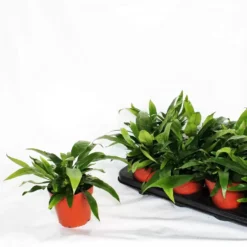 Aglaomorpha Coronans 12cm 9 Aglaomorpha Coronans 12cm -Garden Care Supply Store aglaomorpha coronans 1536x1536 6278c9a96dbca l