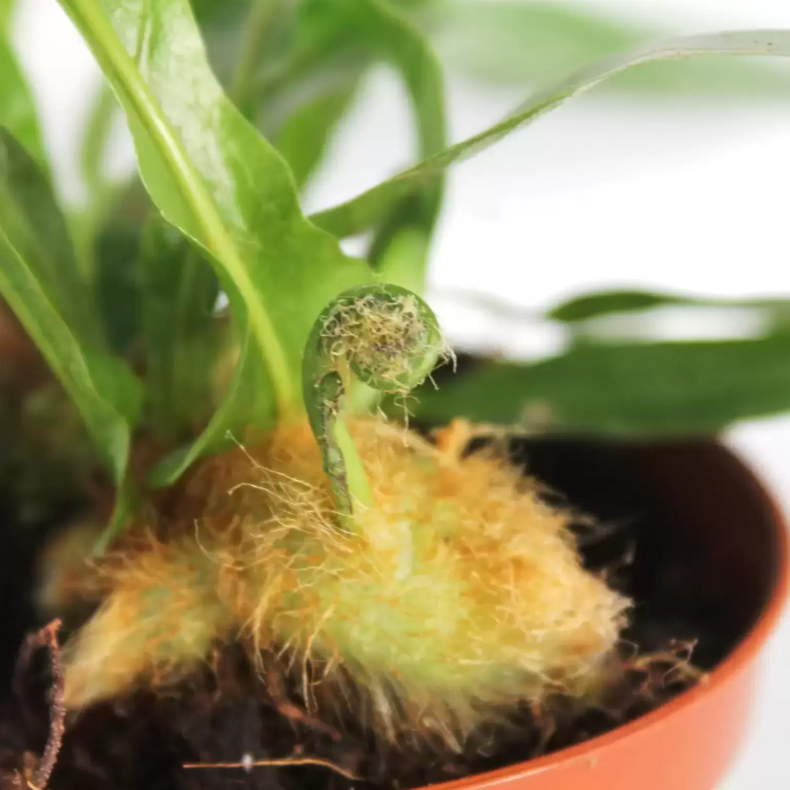 Aglaomorpha Coronans 12cm 4 Aglaomorpha Coronans 12cm - Image 2