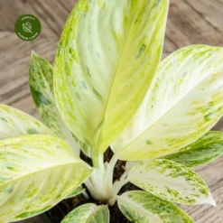 Aglaonema 'Arctic Lime' 8 Aglaonema 'Arctic Lime' -Garden Care Supply Store aglaonema arctic lime 1333x1333 64f5a87daea2f l