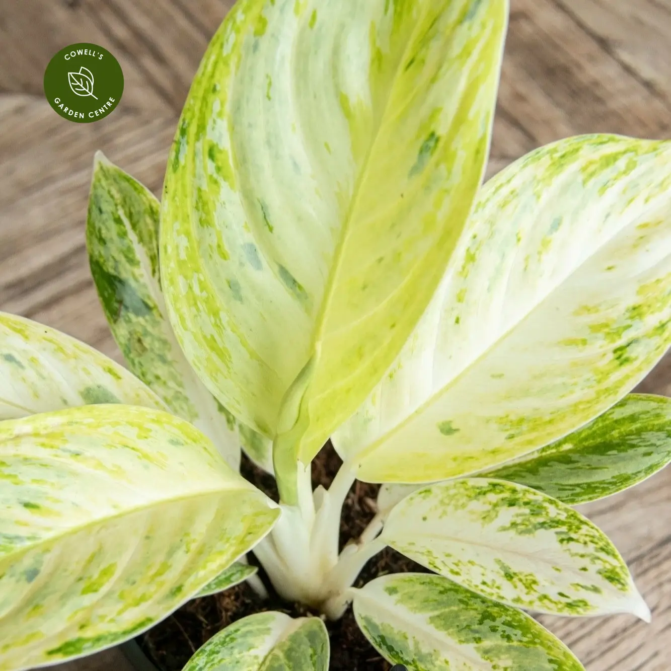Aglaonema 'Arctic Lime' 5 Aglaonema 'Arctic Lime' - Image 3