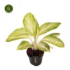 Aglaonema 'Arctic Lime' 1 Aglaonema 'Arctic Lime' -Garden Care Supply Store aglaonema arctic lime 1413x1413 64f5a87b2ef3d l