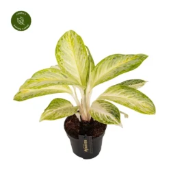 Aglaonema 'Arctic Lime'