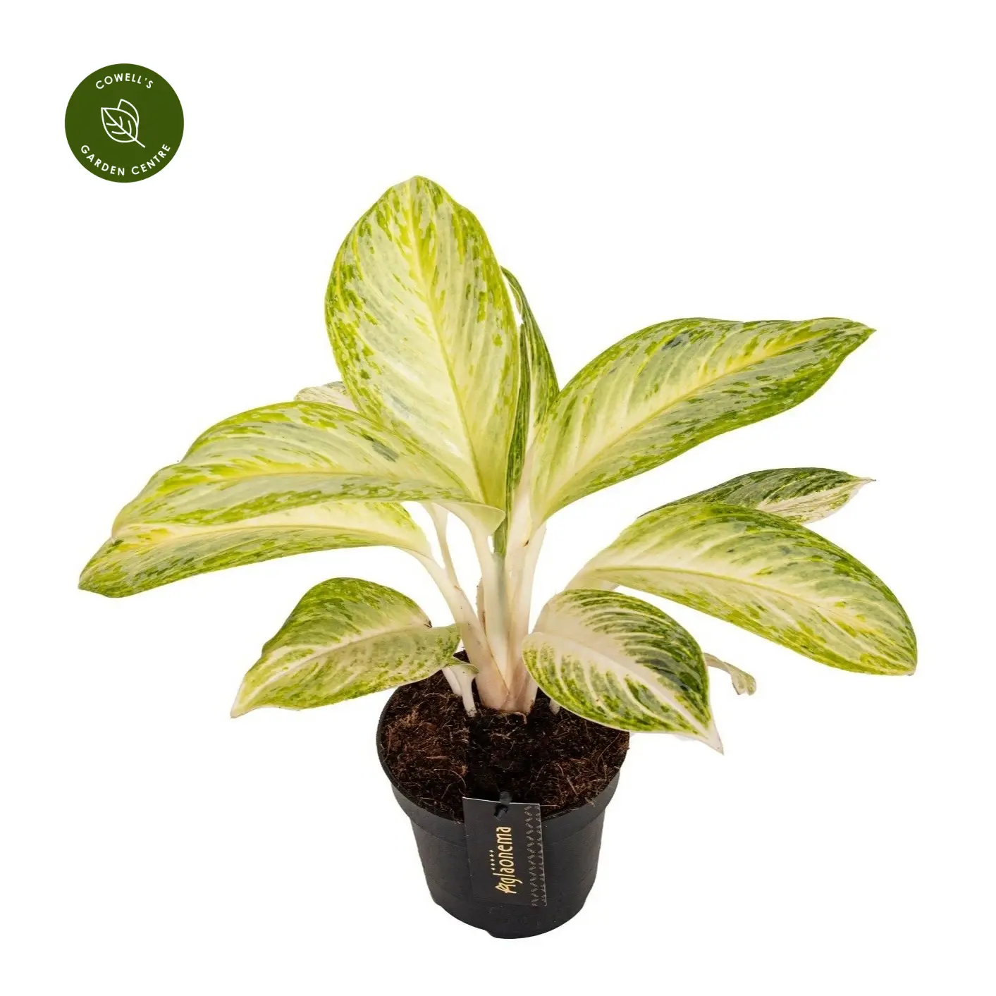 Aglaonema 'Arctic Lime' 3 Aglaonema 'Arctic Lime'