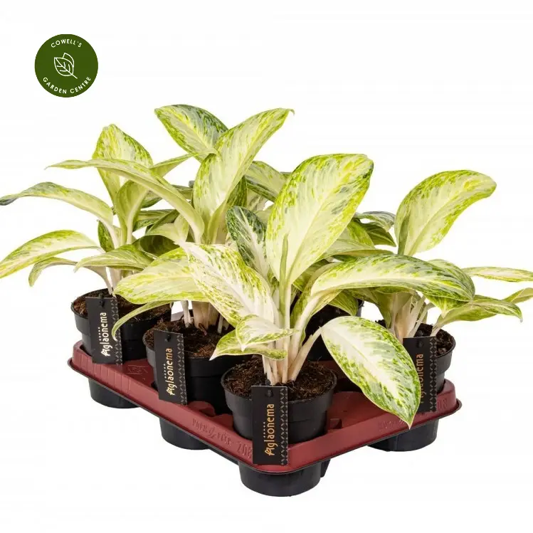 Aglaonema 'Arctic Lime' 6 Aglaonema 'Arctic Lime' - Image 4