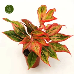 Aglaonema 'Aurora Gold'
