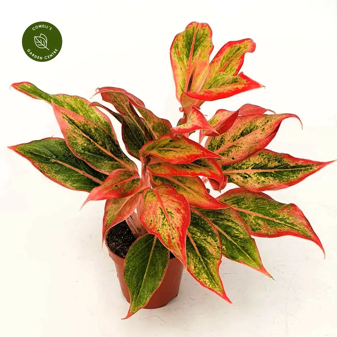 Aglaonema 'Aurora Gold' 3 Aglaonema 'Aurora Gold'