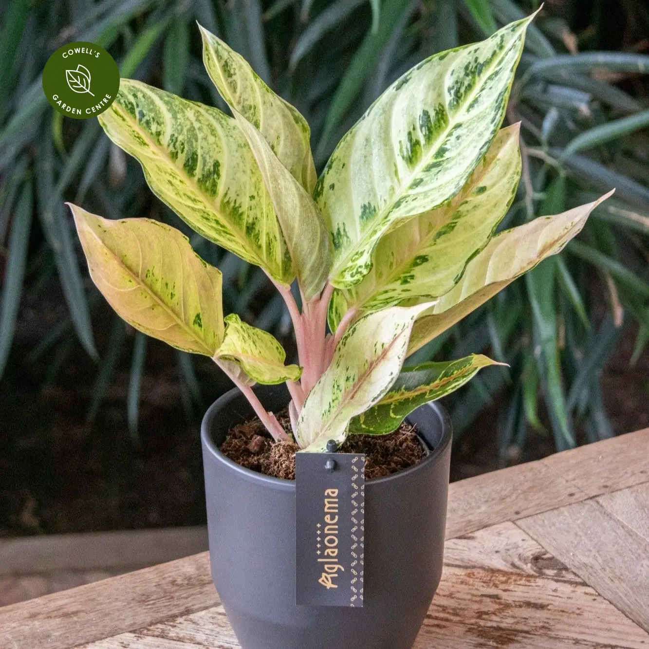Aglaonema 'Chartreuse Pretty' 4 Aglaonema 'Chartreuse Pretty' - Image 2