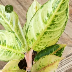 Aglaonema 'Chartreuse Pretty' 8 Aglaonema 'Chartreuse Pretty' -Garden Care Supply Store aglaonema chartreuse pretty 1333x1333 652e3e1c44b35 l