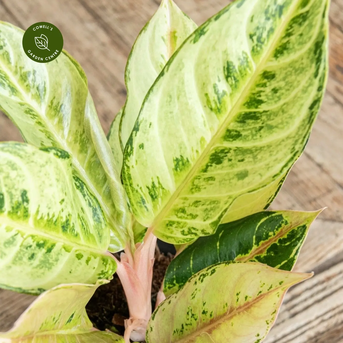 Aglaonema 'Chartreuse Pretty' 5 Aglaonema 'Chartreuse Pretty' - Image 3