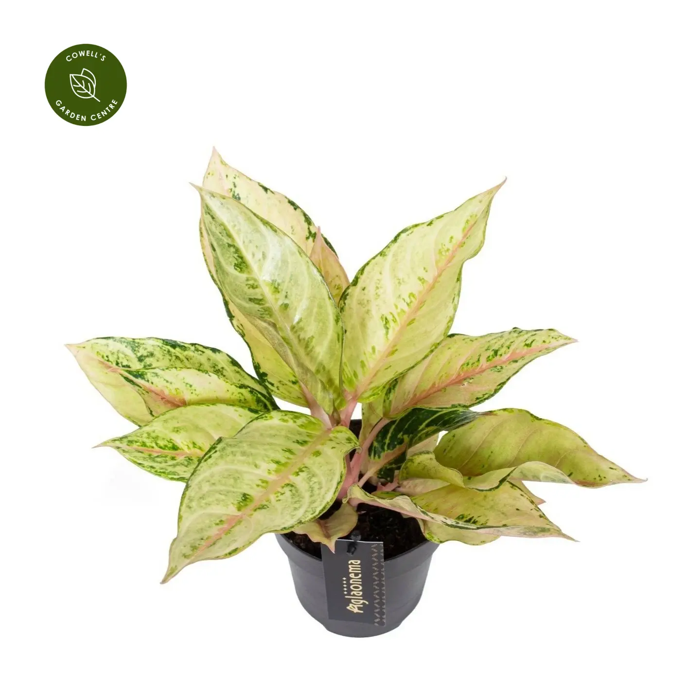 Aglaonema 'Chartreuse Pretty' 3 Aglaonema 'Chartreuse Pretty'