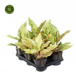 Aglaonema 'Chartreuse Pretty' 9 Aglaonema 'Chartreuse Pretty' -Garden Care Supply Store aglaonema chartreuse pretty 847x847 64d0d50fcfec3 l