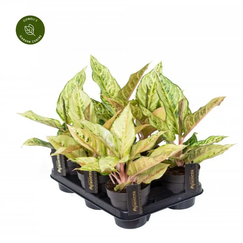 Aglaonema 'Chartreuse Pretty' 6 Aglaonema 'Chartreuse Pretty' - Image 4