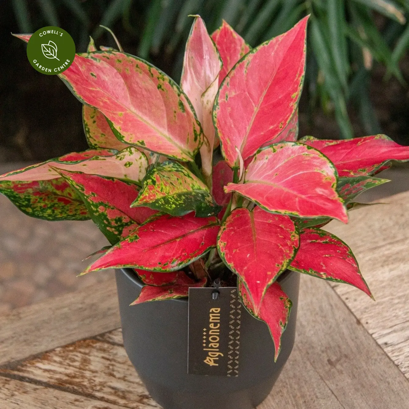 Aglaonema 'Cherry Baby' 4 Aglaonema 'Cherry Baby' - Image 2