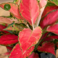 Aglaonema 'Cherry Baby' 8 Aglaonema 'Cherry Baby' -Garden Care Supply Store aglaonema cherry baby 1333x1333 652e3ee9480c6 l