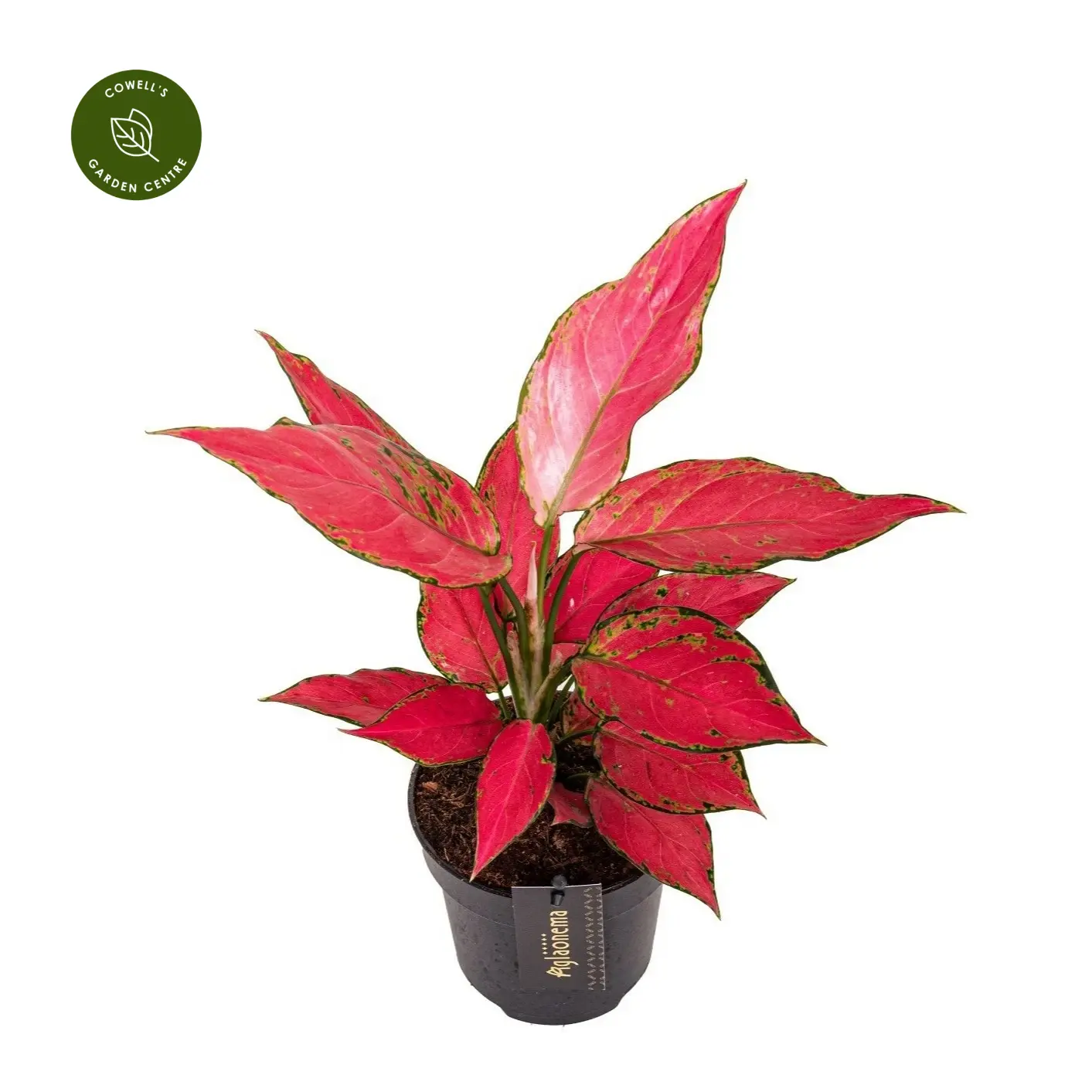 Aglaonema 'Cherry Baby' 3 Aglaonema 'Cherry Baby'