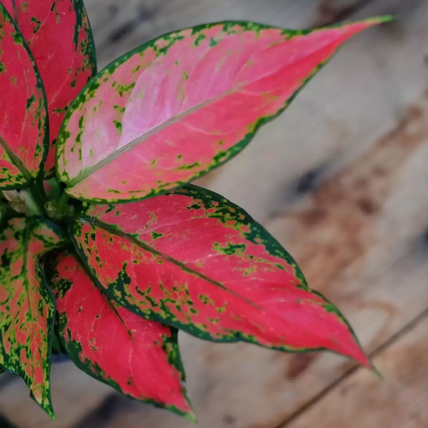 Aglaonema 'Cherry Baby' 6 Aglaonema 'Cherry Baby' - Image 4