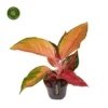 Aglaonema 'Chilli Red' 1 Aglaonema 'Chilli Red' -Garden Care Supply Store aglaonema chilli red 1413x1413 64f5b82de7bda l