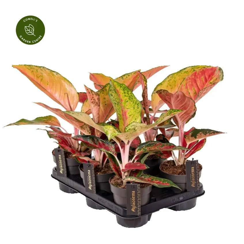 Aglaonema 'Chilli Red' 4 Aglaonema 'Chilli Red' - Image 2