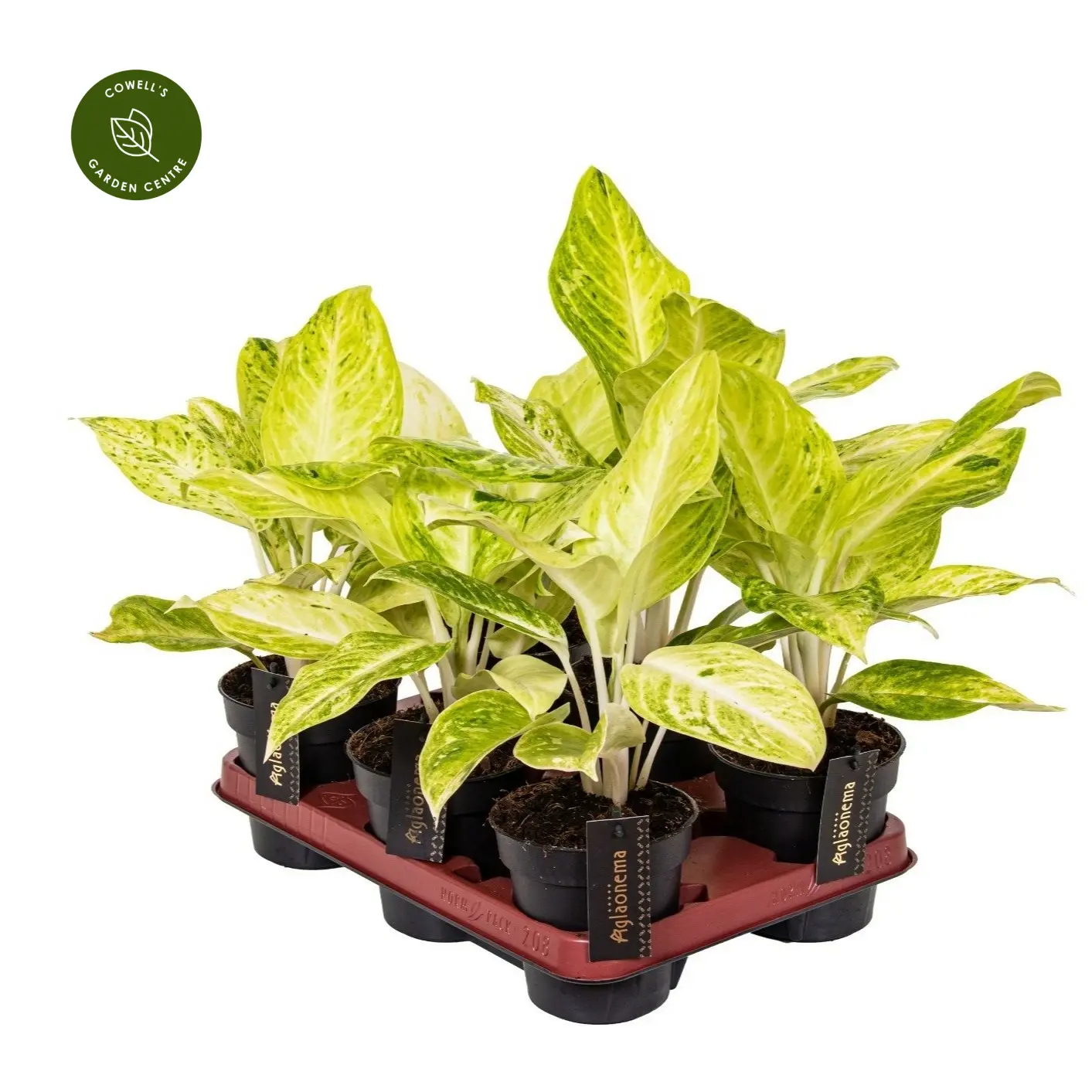 Aglaonema 'Citronelle' 4 Aglaonema 'Citronelle' - Image 2