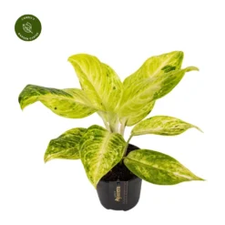 Aglaonema 'Citronelle'