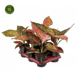 Aglaonema 'Coral Red' 9 Aglaonema 'Coral Red' -Garden Care Supply Store aglaonema coral red 1000x1000 64d0d690342c6 l