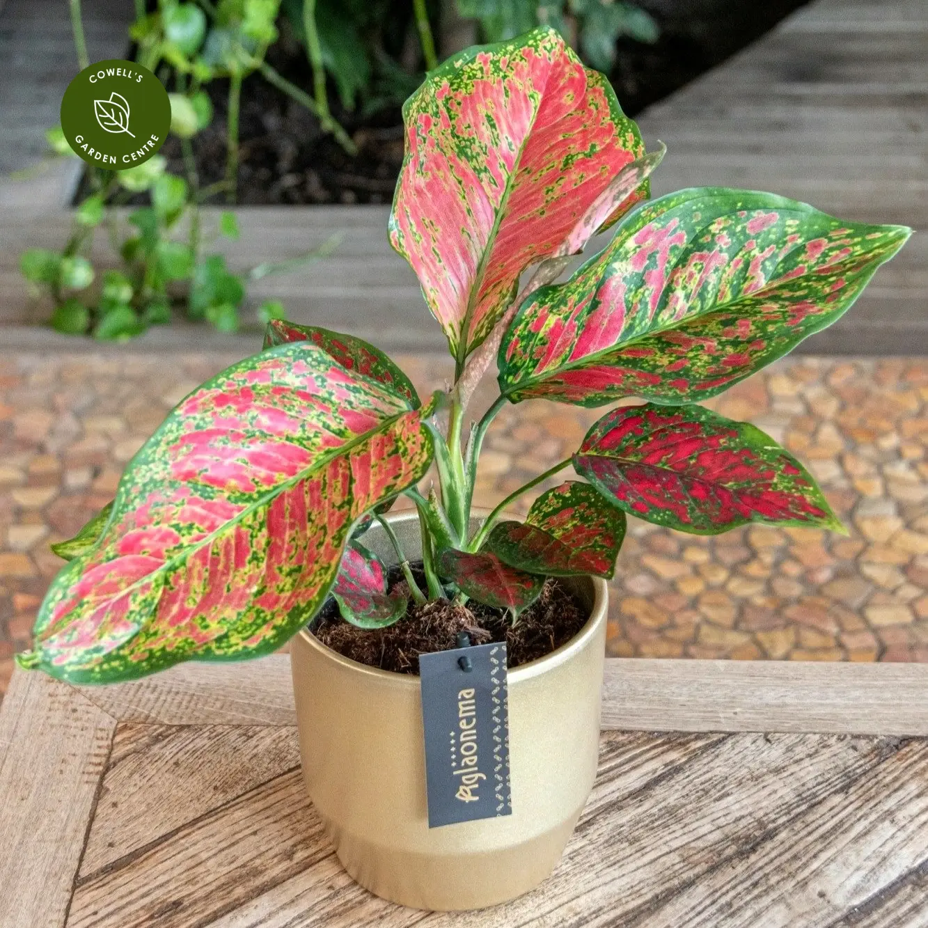 Aglaonema 'Coral Red' 4 Aglaonema 'Coral Red' - Image 2