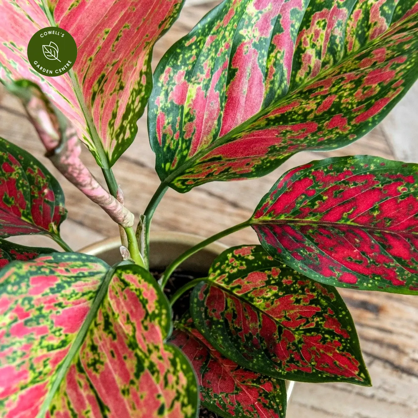 Aglaonema 'Coral Red' 5 Aglaonema 'Coral Red' - Image 3