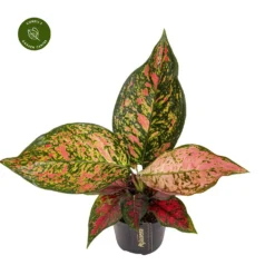 Aglaonema 'Coral Red'