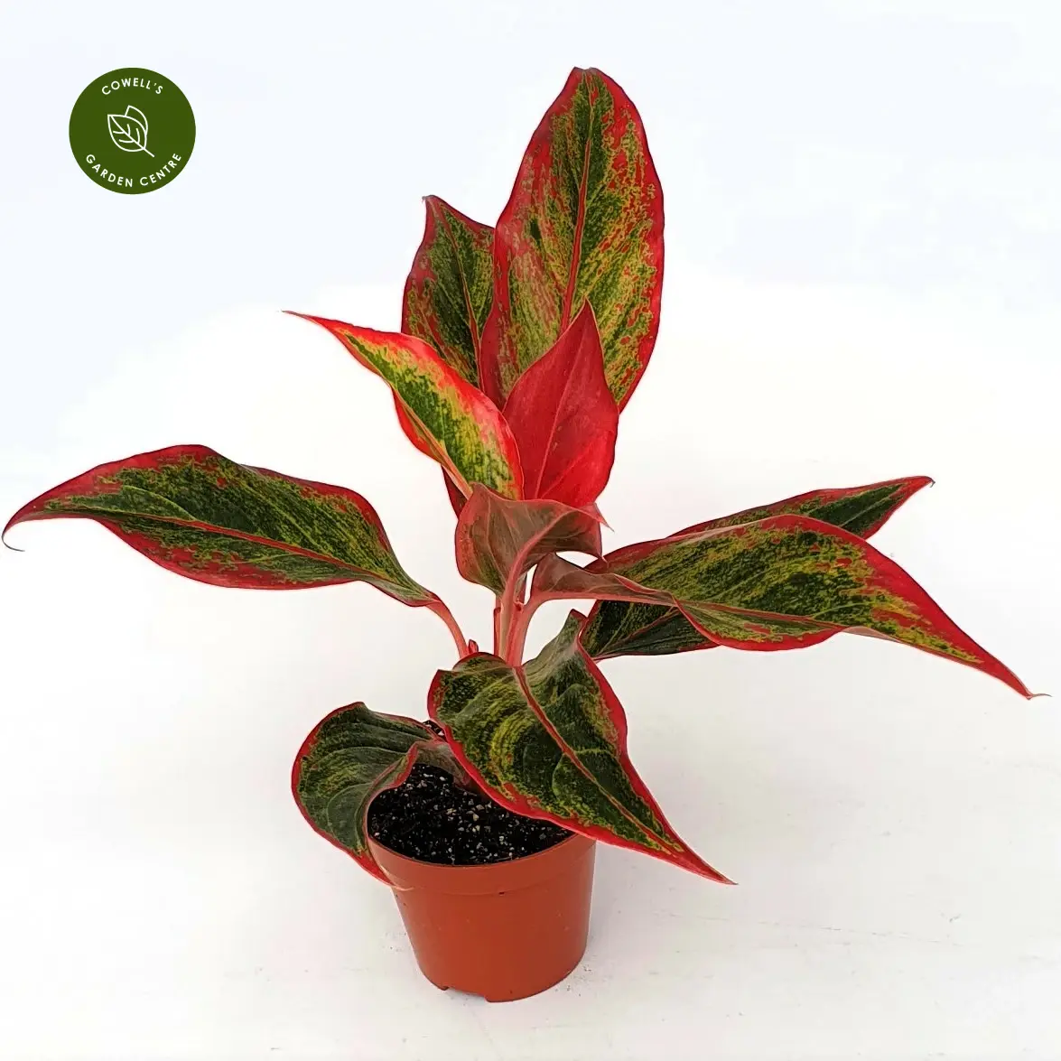 Aglaonema 'Crete Flame' 3 Aglaonema 'Crete Flame'