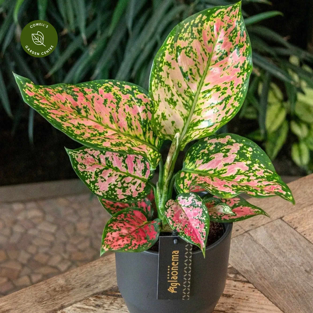 Aglaonema 'Crimson Love' 4 Aglaonema 'Crimson Love' - Image 2