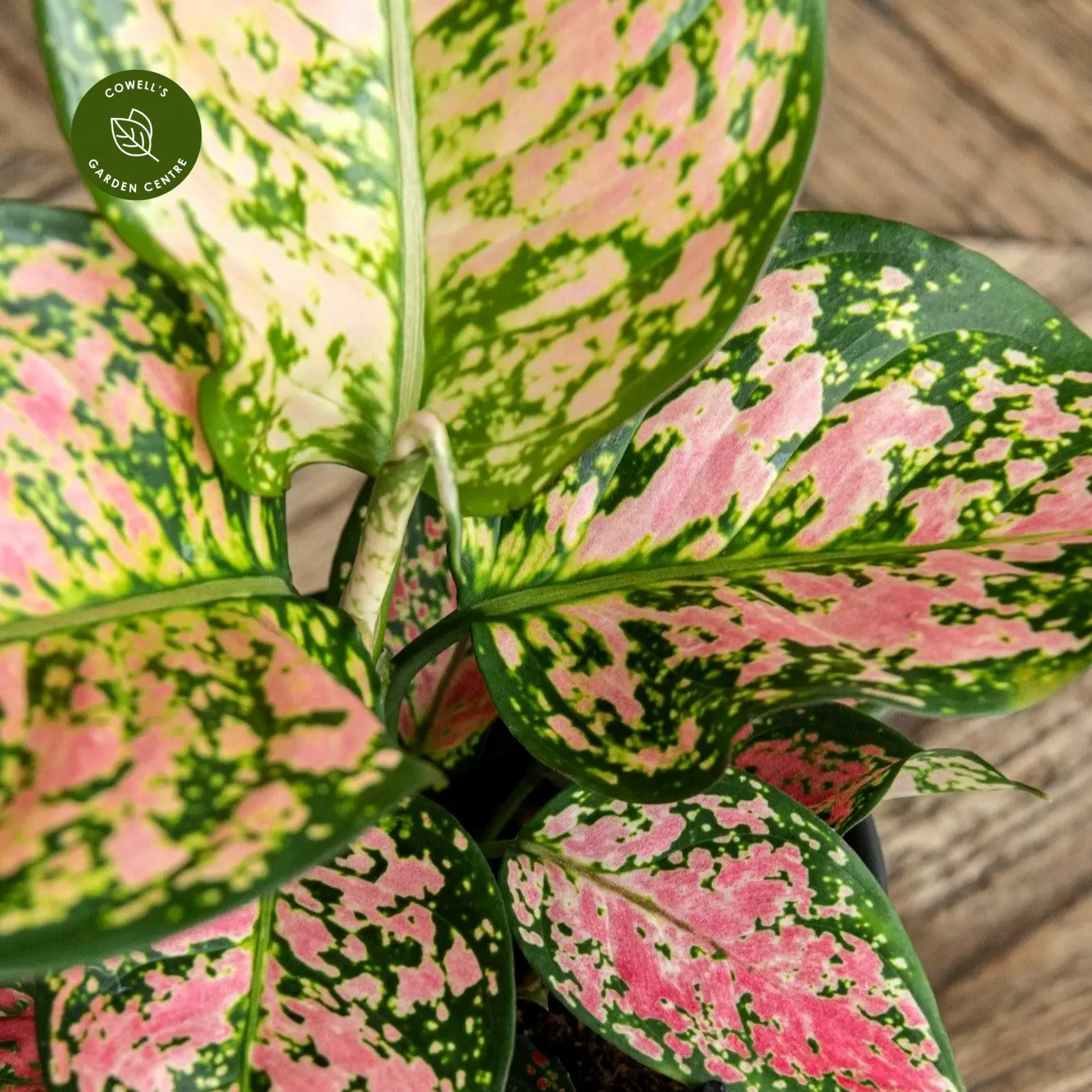 Aglaonema 'Crimson Love' 5 Aglaonema 'Crimson Love' - Image 3