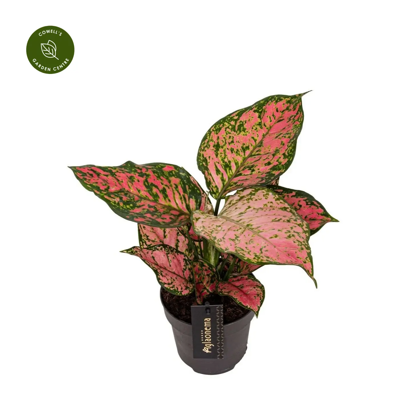 Aglaonema 'Crimson Love' 3 Aglaonema 'Crimson Love'