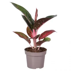 Aglaonema 'Dark Star'