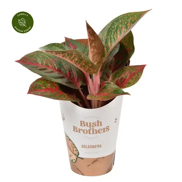 Aglaonema 'Dark Star' 4 Aglaonema 'Dark Star' - Image 2