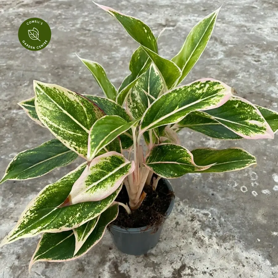 Aglaonema 'Golden Lipstick' 3 Aglaonema 'Golden Lipstick'