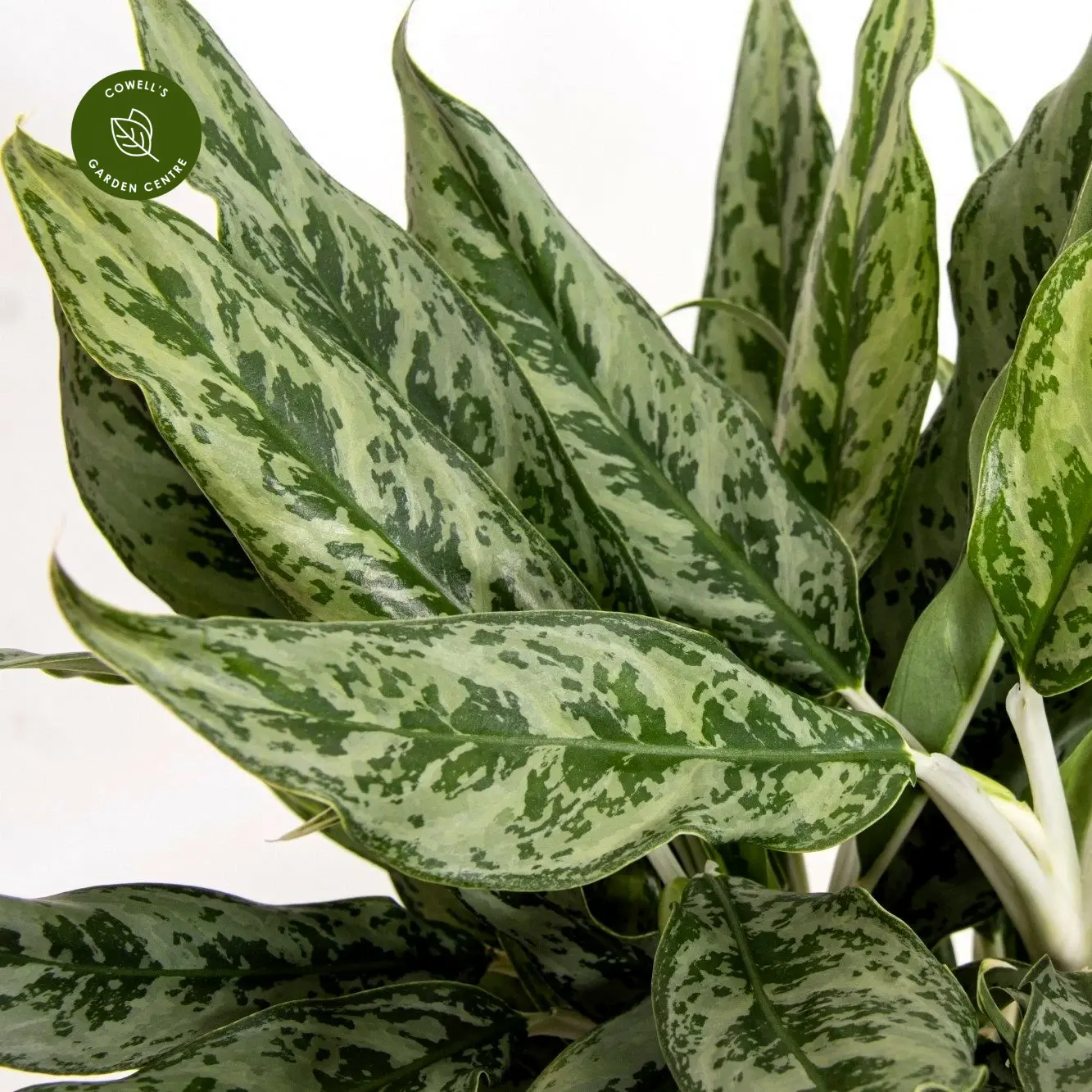 Aglaonema 'Greyhound' 4 Aglaonema 'Greyhound' - Image 2