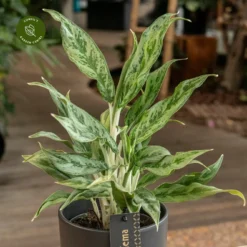 Aglaonema 'Greyhound' 8 Aglaonema 'Greyhound' -Garden Care Supply Store aglaonema greyhound 1333x1333 652e42cb549c7 l