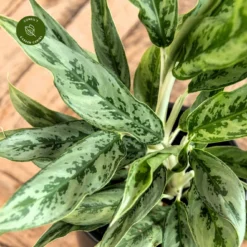 Aglaonema 'Greyhound' 9 Aglaonema 'Greyhound' -Garden Care Supply Store aglaonema greyhound 1333x1333 652e42cc9ea43 l