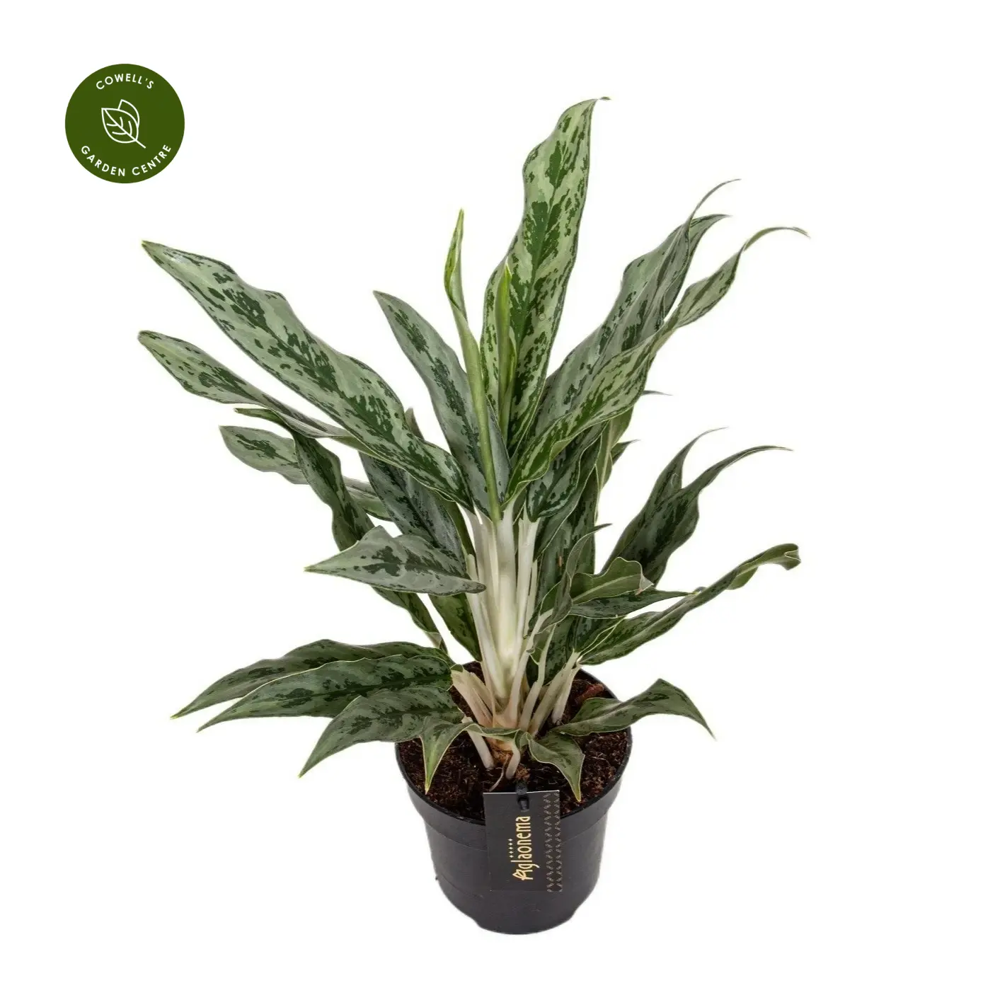 Aglaonema 'Greyhound' 3 Aglaonema 'Greyhound'